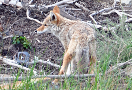 coyote