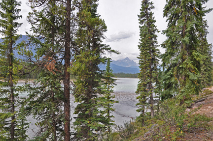 looking at the mountain through the trees