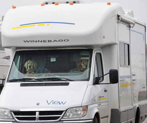 2 real dogs driving a Winnebago ??