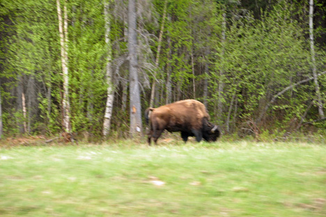 buffalo 