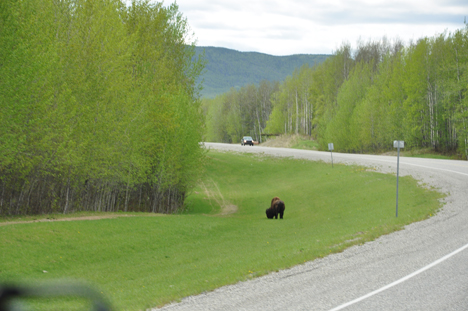 buffalo by the road