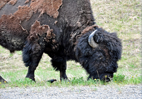 buffalo  and a bird