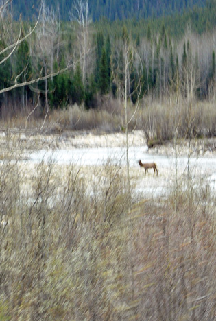 deer