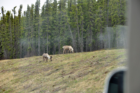 elk