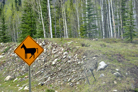 horse crossing sign