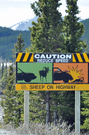 sheep on highway sign