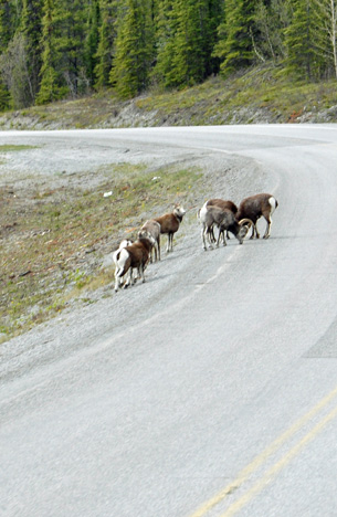 sheep in the road