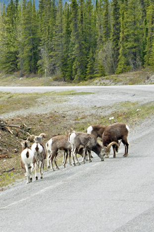 sheep licking minerals off the road