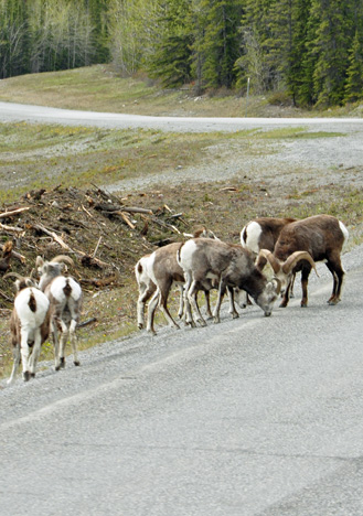 sheep licking minerals off the road