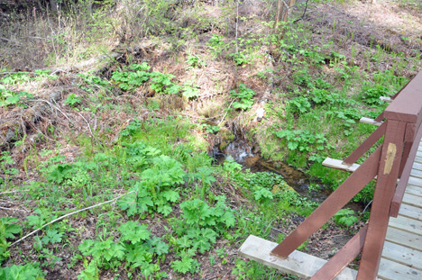 the wetlands alongside the boardwalk