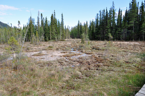 the wetlands alongside the boardwalk