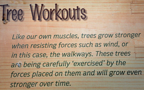 sign about tree workouts