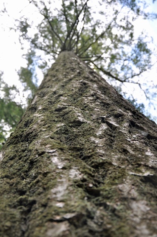 looking up at one of the supporting trees