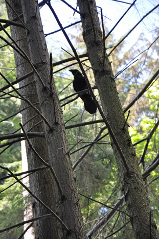 bird in a tree