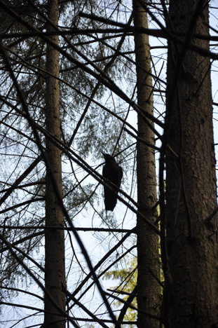 bird in a tree