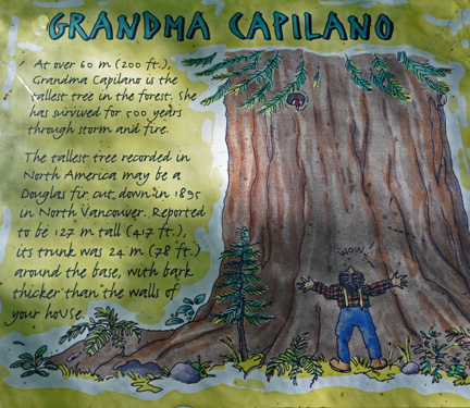 sign -  Grandma Capilano tree
