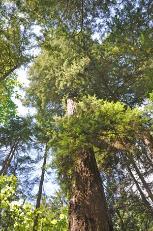 Grandma Capilano tree