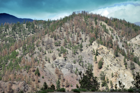 mountains  and trees