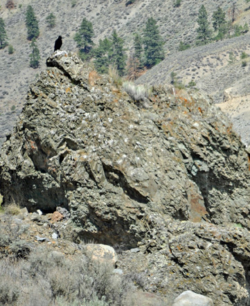 a bird on a big rock