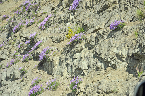 purple wild flowers