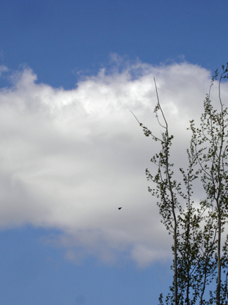 bird leaving the tree