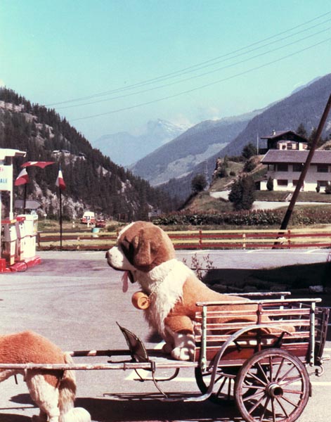 St. Bernards