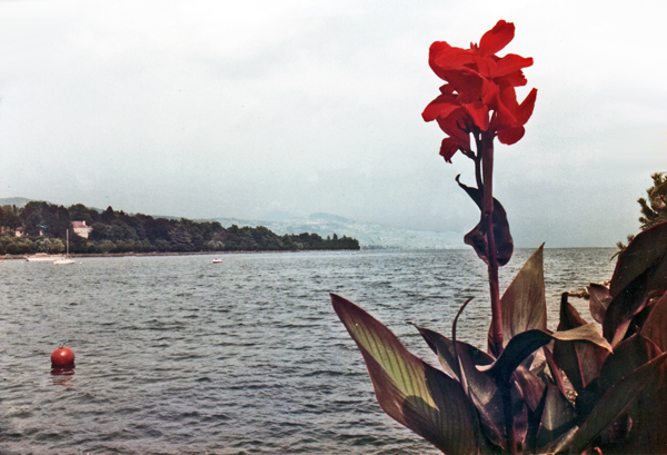 Flowers, water, and the Swiss Alps