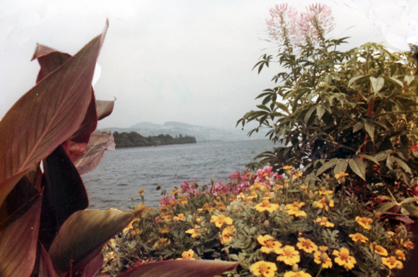 Flowers, water, and the Swiss Alps