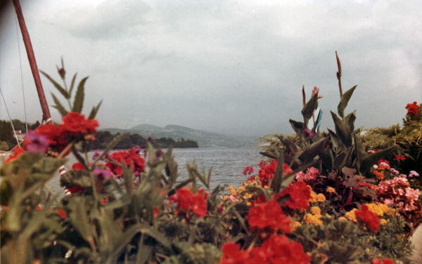 Flowers, water, and the Swiss Alps