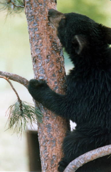 Bear in a tree