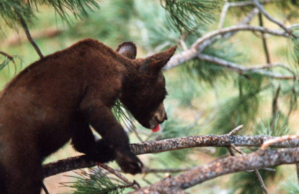 Bear in a tree