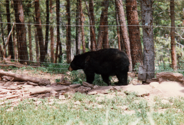 big black bear