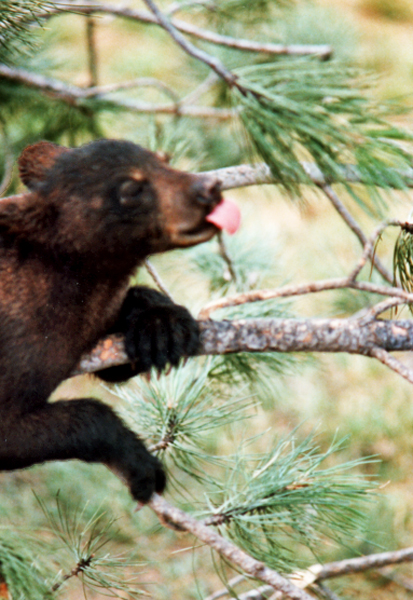 Bear in a tree