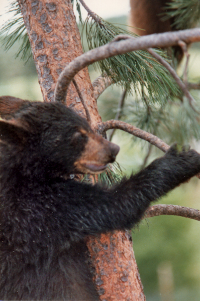 Bear in a tree