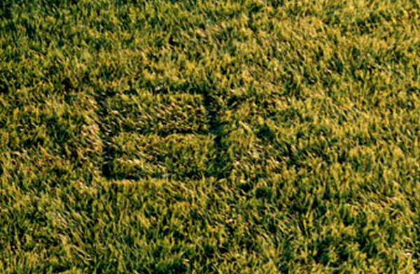 impression the basket left in the grass below