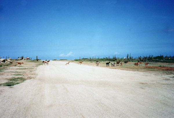 wild goats