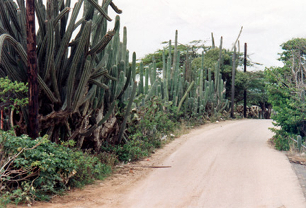 cactus line the sides of the dirt road