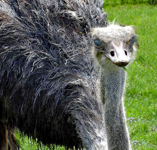 emu in New Zealand
