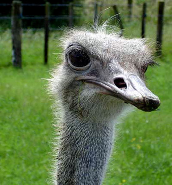 emu in New Zealand