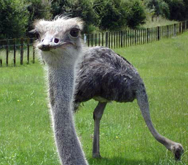 emu in New Zealan
