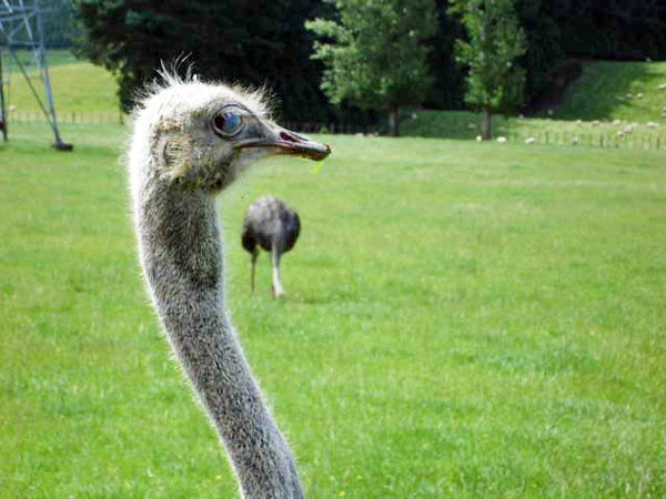 emu in New Zealan