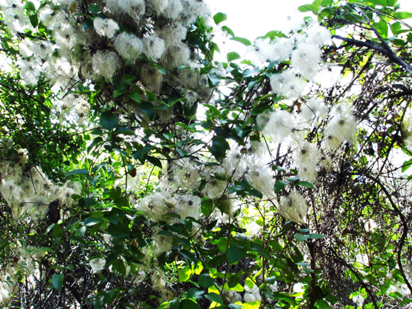 flowersWaihke Island in Australia