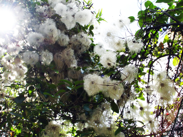 flowerson Waihke Island in Australia
