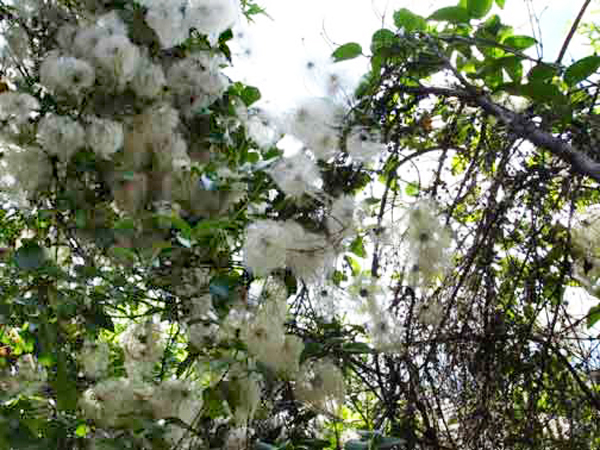 flowers on Waihke Island in Australia
