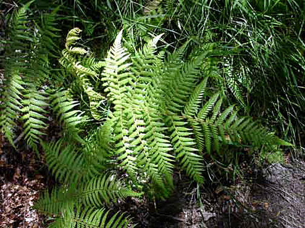 ferns on Waihke Island in Australia