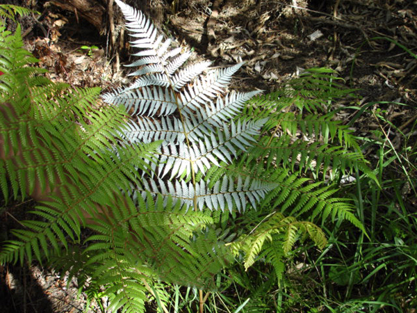 Waihke Island in Australia