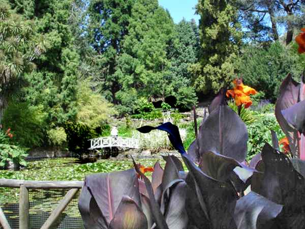 Botanical Garden in Australia 