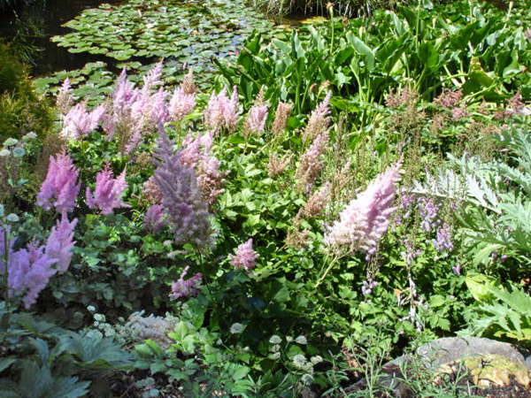 Botanical Garden in Australia 