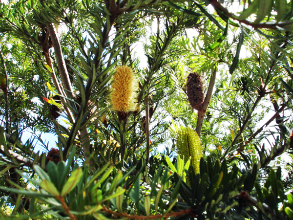 Botanical Garden in Australia10