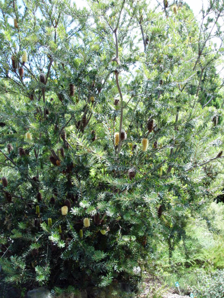 Botanical Garden in Australi